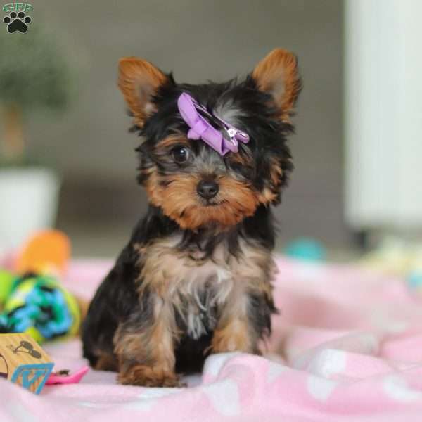 Daisy, Yorkie Puppy